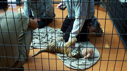 The Horrors Of Cub Petting