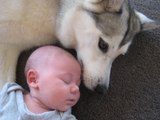 Husky Siberian Love And Playing With Babies Compilation 2017 - Funny Dogs And Baby Videos