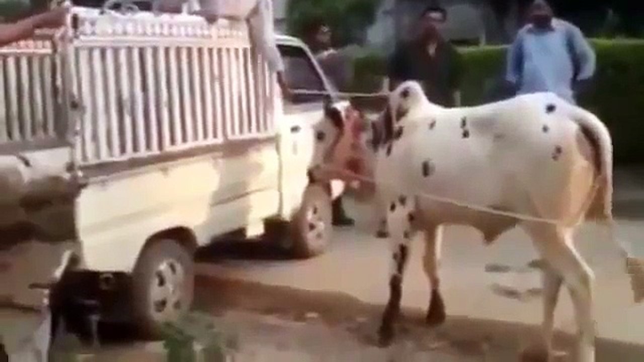 Eid Ul adha - cow ka hangama - YouTube