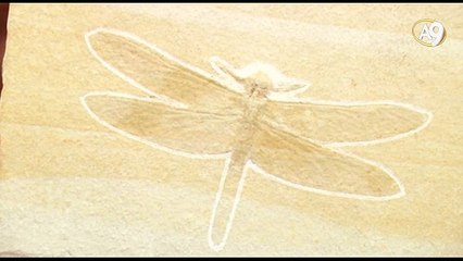 175 milyon yıllık yusufçuk fosili evrimi yalanlıyor