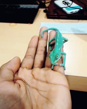 Assistez au premier repas d'un caméléon