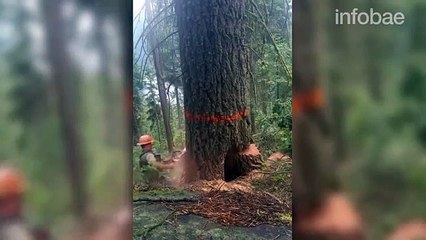 Leñador talaba árbol y algo inesperado ocurrió