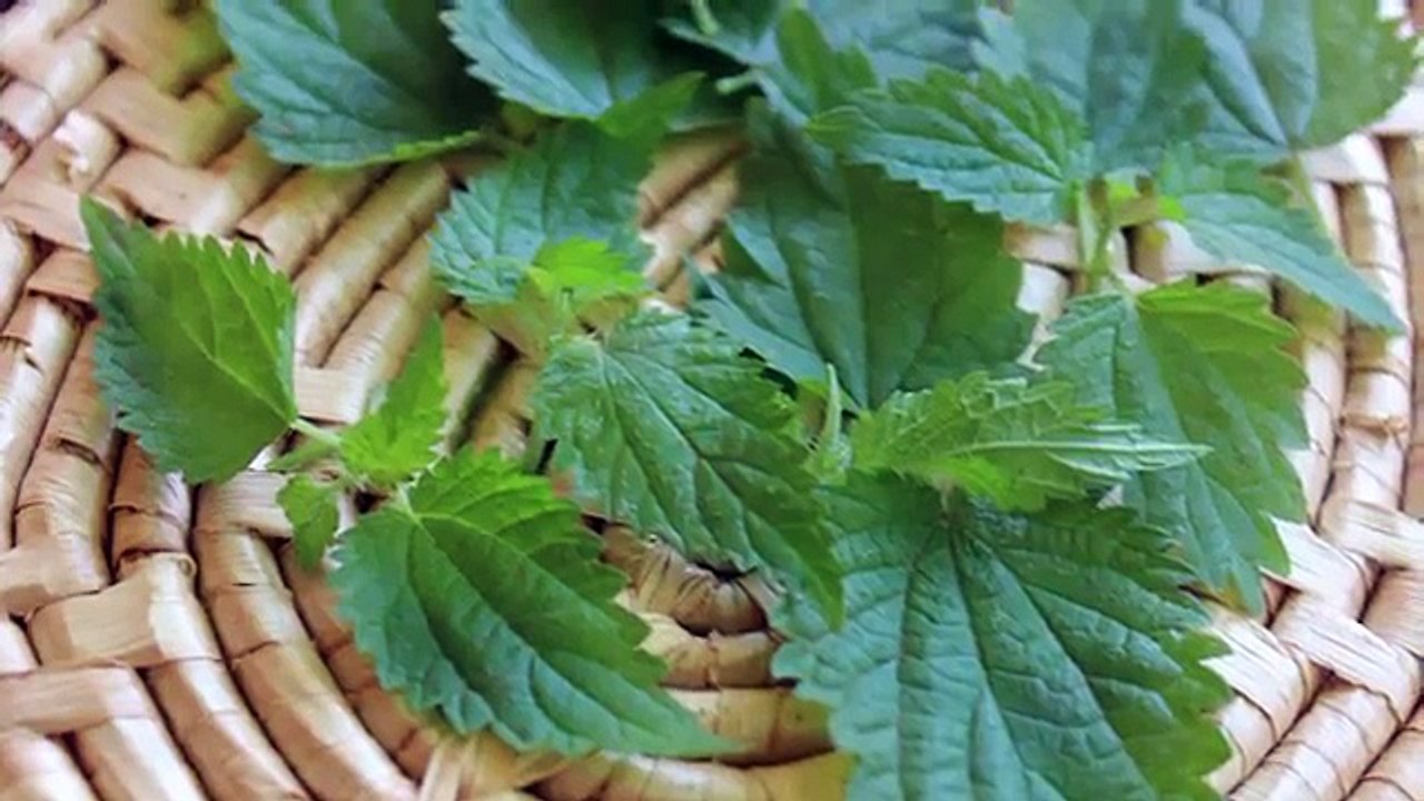 Stinging Nettle, A Nutritive Herb and Energizing Tea