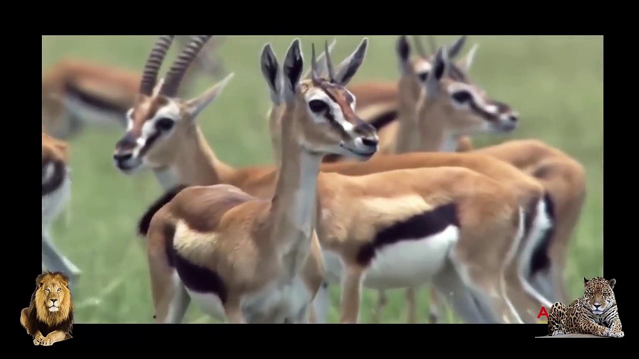 Incredible Baboons Save Impala From Cheetah Attack In Africa Baboon hero