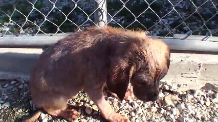 Rescue Story: Clark Kent and Krusty Rusty