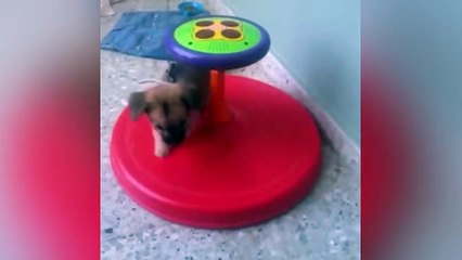 TRY NOT TO LAUGH - Funny Dog Fails Vines Compilation of June 2017 (Part 1) !!!