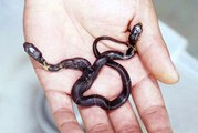 Two-headed snake two headed snake a real video