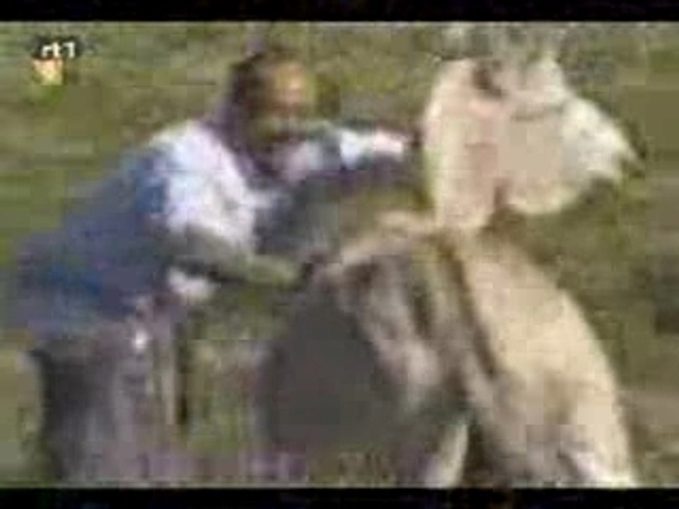 maroc egypt amour humour