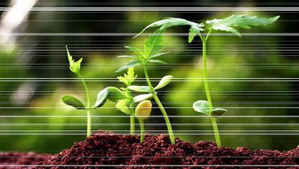 Career Options For Botamy