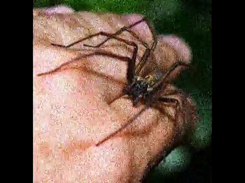 MITOS Y LEYENDAS LOQUENDO PARTE 11 POR GRIM7890