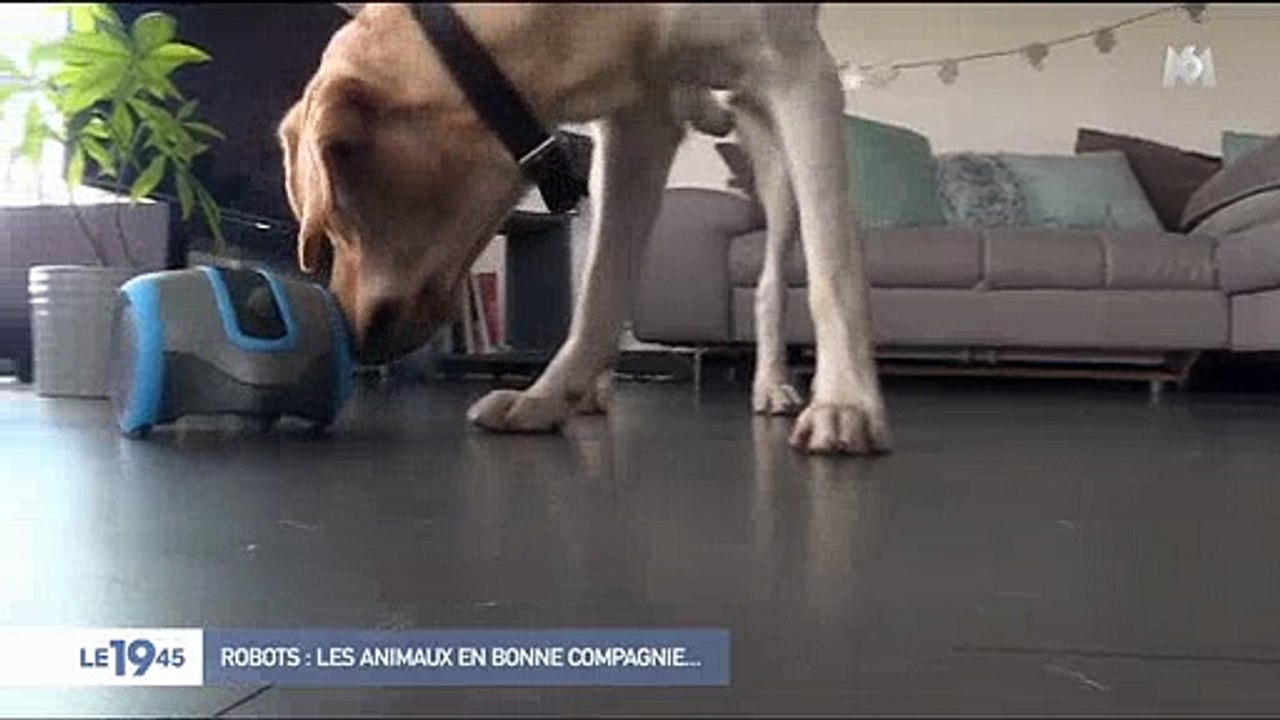 Un Français invente un robot pour occuper vos animaux de compagnie en votre absence ! Regardez