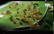 Ants Documentary Channel Tier Dokumentarfilm Alles ber Ameisen Dokumentarfilm