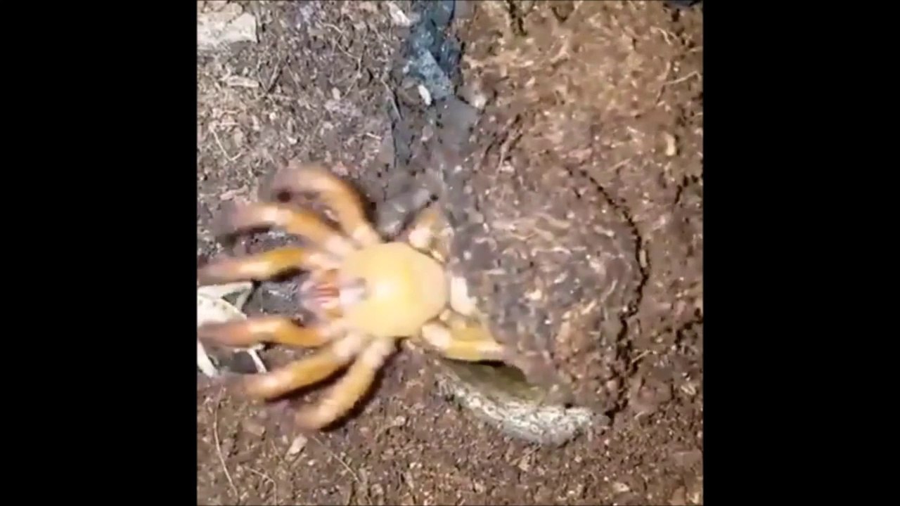 Sortie de nulle part, cette araignée terrifiante mange une sauterelle...
