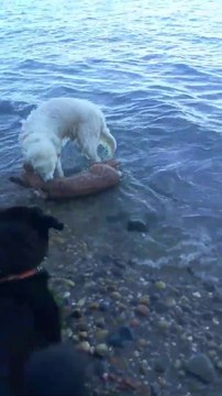 Incroyable, ce chien saute à l'eau pour sauver un faon de la noyade