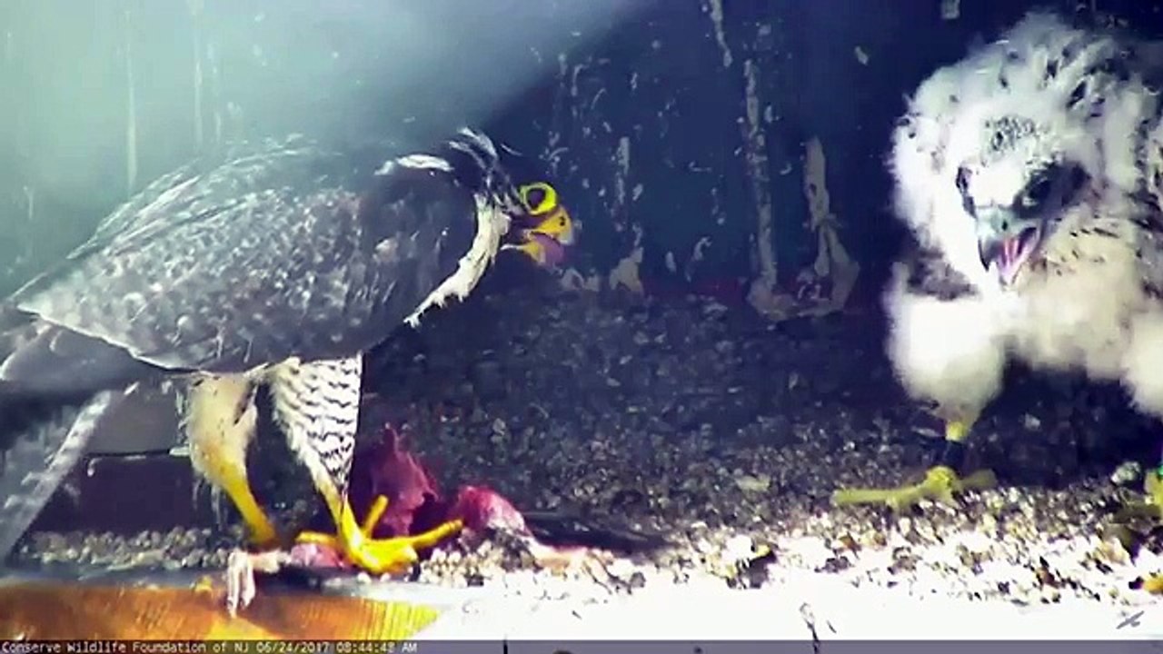 Jersey City Falcon Cam ~ Dad Delivers Prey; BD/62 Self Feeds 6.24.17