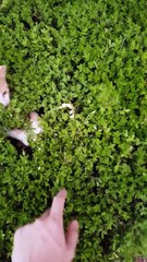 Best Peak-a-Boo ever in a Bush of Kittens