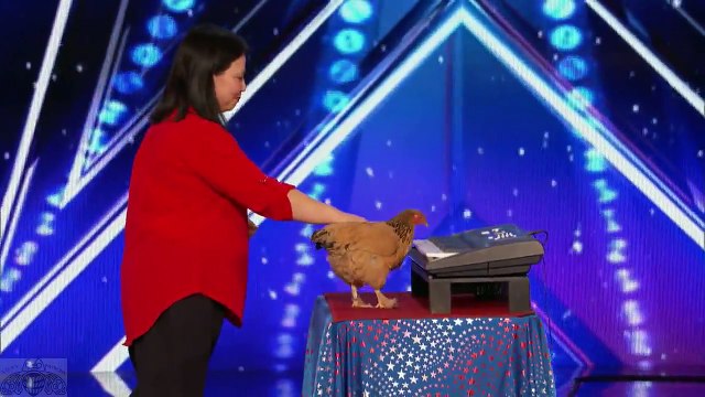 Judges Doubted This Chicken but What it did Surprised Them! Unbelievable!