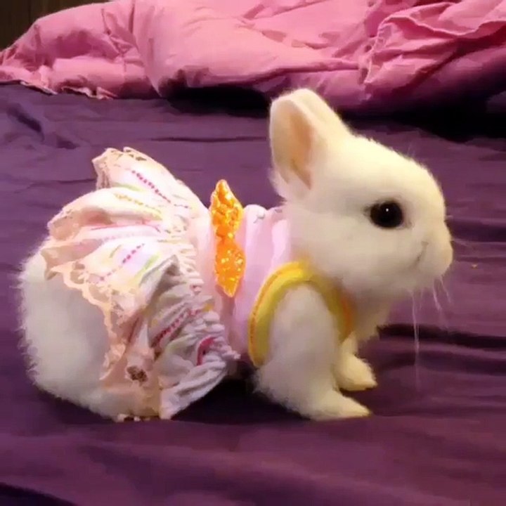 bunny with style