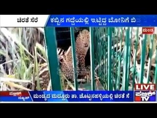 Mandya: ಕಬ್ಬಿನ ಗದ್ದೆ ಬಳಿ ಇಟ್ಟಿದ್ದ ಬೋನಿಗೆ ಬಿದ್ದ ಚಿರತೆ