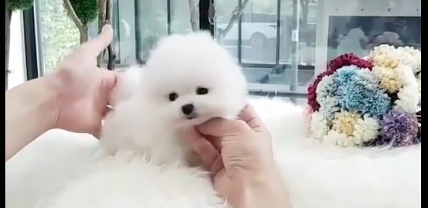 Sooo.....cute.......instant crush  Cuteeeness overloaded.....