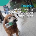 Anjing Pintar Pungut Sampah