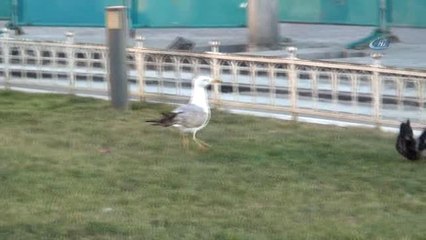 Taksim Meydanı'nda Martı ile Karganın Et Kavgası Kamerada