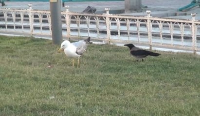 Martı ile karganın et kavgası: Bakın hangisi kazandı