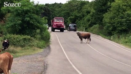 İtfaiyeci inekten yol isterse...