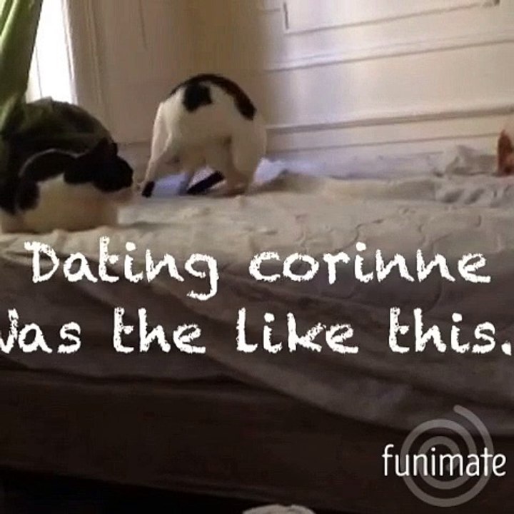 Freckles Chases her Tail to Dead or Alives 80's hit "You Spin Me Round"