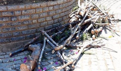 Bodrum'da site yöneticisi "manzarayı kapatıyor" diye ağaçları kesti