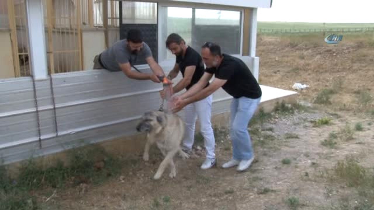 Anadolu Aslanına Soğuk Duş