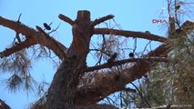 Bodrum'da Site Sakinlerinden Ağaç Kesimine Tepki