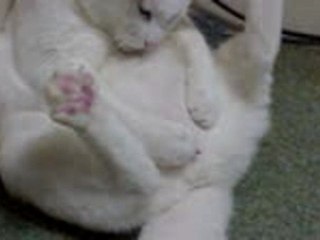 Humour - Chat Masturbateur