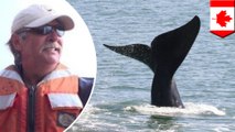 Nelayan dibunuh paus saat mencoba menyelamatkannya - Tomonews