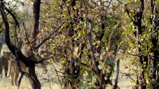 Fending Off The Enemy - Elephant- King of the Kalahari