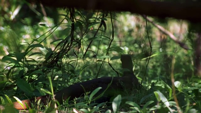 It’s a Rough Life for Baby Crocs - Boss Croc