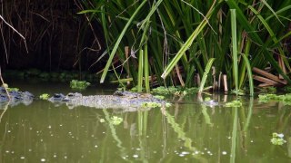 Watch a Croc's Brutal Death Roll - Boss Croc