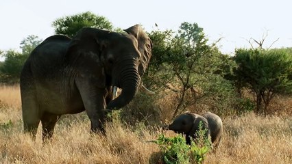Elephant Family Bonds - Elephant- King of the Kalahari