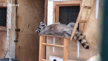 This raccoon knows how to chill