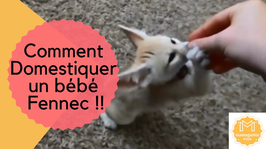 Comment Domestiquer Un Bebe Fennec Video Dailymotion