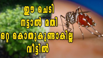 Mosquito Repelling Plants | Oneindia Malayalam