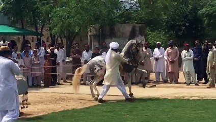 Horse Dance [ M.H Sultania Awan Horse Neza Baaz Club ]