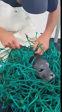 Deux pêcheurs aident un phoque pris au piège dans un filet