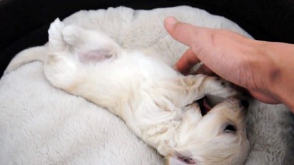 Vous allez assister au réveil le plus adorable de l’univers