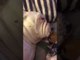 This Cute Bulldog Has the Most Hilarious Snore