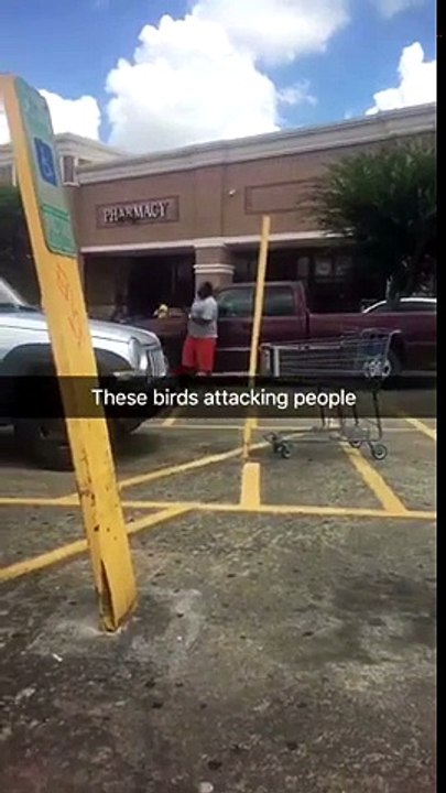 Quand tu te fais attaquer par des oiseaux bien enervés - Angry Birds