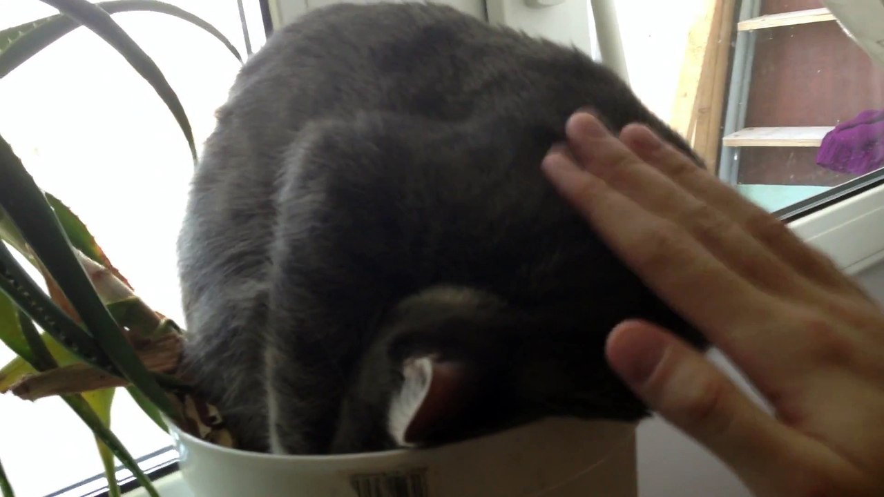 Ce chat a une drole de façon de dormir... Plié dans un pot de fleurs