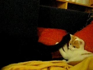 Nemo chasse la queue de Nala