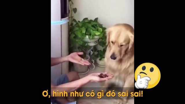 Chơi “tay có tay không”, anh chủ lầy lội khiến chú chó chỉ biết câm nín