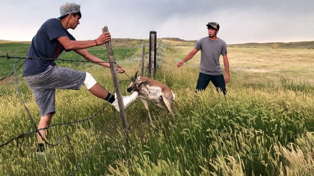 Antelope Rescued from Barbed Wire Fence